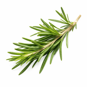 Rosemary Extract