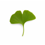 Ginkgo Biloba